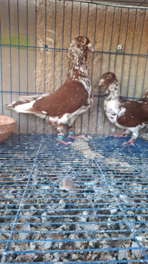 طيره رزيه مخلفه