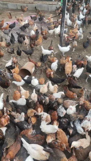 نبيع الدجاج العماني 3 أشهر الحمدلله الدجاج كل شي طيب Alhamdulillah chicken   everything good