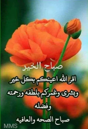 حيدر جميل 