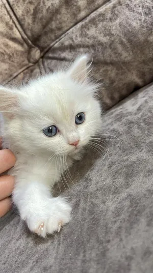 Persian2
