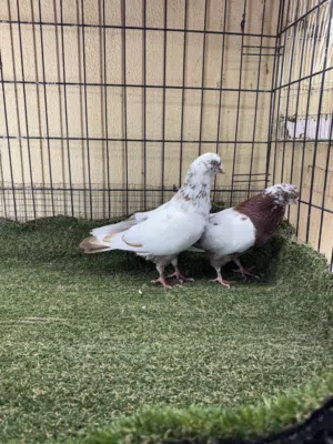 جوز حمام جلابي حمام منتج