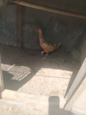 دجاج هراتي