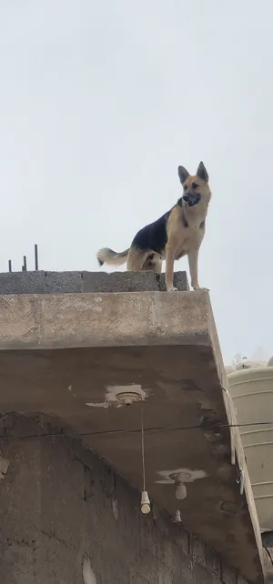 German Shepherd3