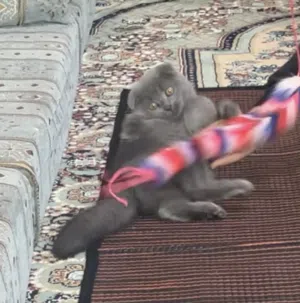 قط للبيع سكوتش فولد