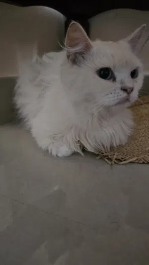 قطة جميلة نظيفة حبابة