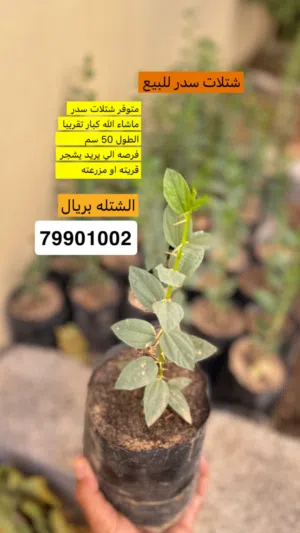 متوفر شتلات سدر
