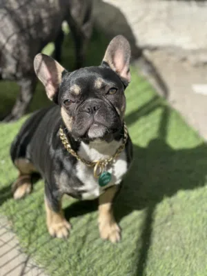 Franch bull dog for sale فرنج بولدوغ للبيع