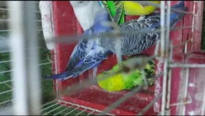 متااح وجبه مال طيور حب امايات وبزارات كلهن ازواج ومال محميه تعزيله عددهن 6 ازواج وتك نثيه هاجرمو سع