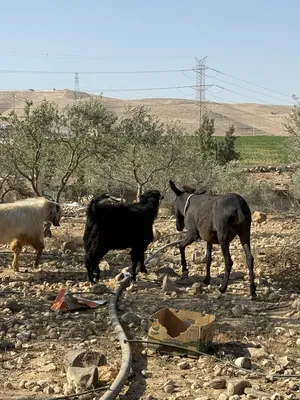 ‏حمير‏0