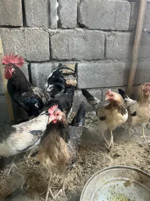 العنوان البصره