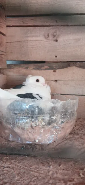 حمام للبيع حاجة مضمونة بعون الله