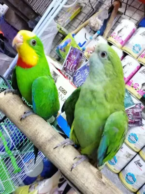 فراخ اليفه