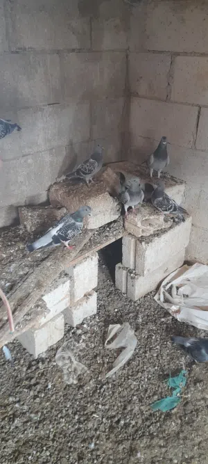 متاح كوم حمام 3جواز شغلات 5 فراخ