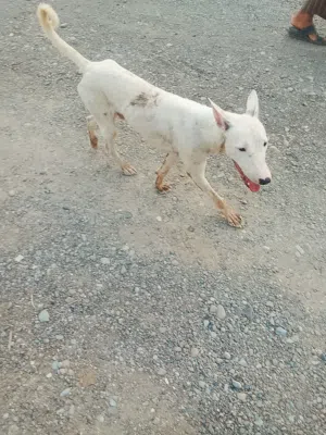 كلب حراسه ينفع للعزب والمزارع