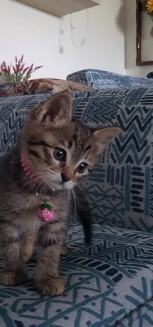 قطه جمييله