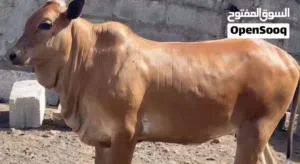 اوفر عجال بشكل أسبوعي مختلف الأحجام والاسعار