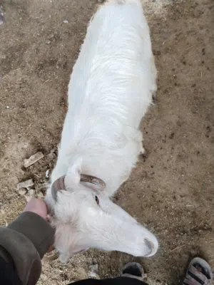 عنز لحم سن بالصلاة على النبي