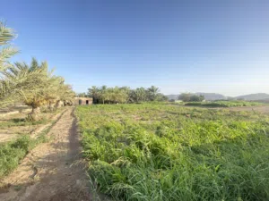 للبيع مزرعه في بهلاء المعيلف  بموقع ممتاز