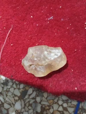 حجرة غريبة بداخلها حشرة