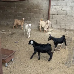 صخلان للبيع العدد 5 .. الأعمار حوالي شهرين .. التواصل على الرسائل و الواتساب بدون اتصال