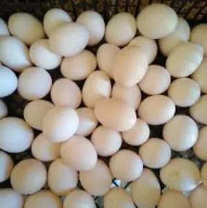 يوجد بيض بلدي