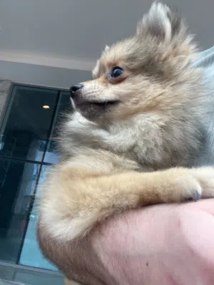 Very smart and playful Pomeranian female
