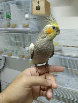 كوكتيل أليف و زوج كوكتيل منتج