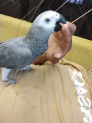 ببغاء مروض الله يبارك