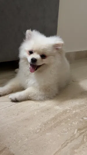 White Male Pomeranian Puppy بوميرانيان