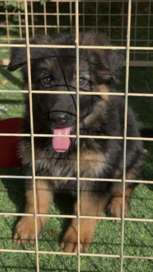 Young German Shepherd Show line Long hair puppy — 8 weeks, friendly