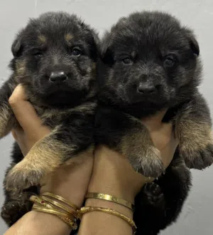 Top quality German shepherd puppies يراوه جيرمن شيبرد مستوى عالي