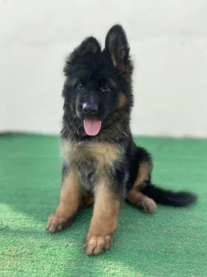 Puppies German shepherd long hair full pedigree
