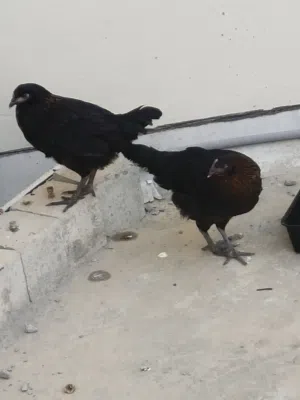 دجاج فرنسي حبتين انثى