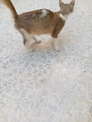 قطة كاليكو أليفة ولطيفة جداً للتبني  Lovely Calico Cat for Adoption