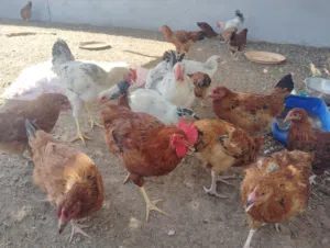 بيع الدجاج الفرنسي