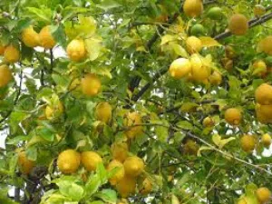 مزرعة 240 دنم الباقورة حمضيااات