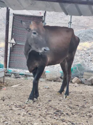 كباشه تيوس  سمان فل الله يبارك