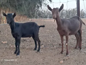 ماعز مورسيانو معيز مورسيانو اسباني