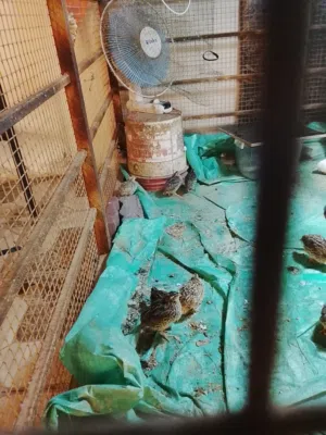 سمان للبيبيع لحق ماتلحق الكميه محدودة