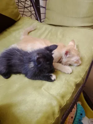 pair of Persian kittens