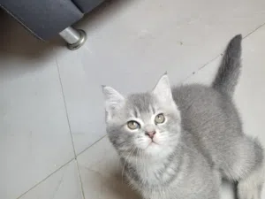 scottish straight kitten
