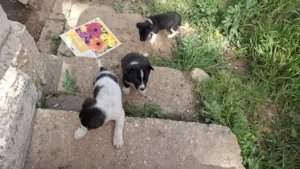 كلاب للتبني مجانا