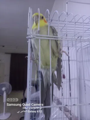 جوز كوكتيل