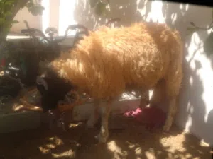 حيوانات مبيعات