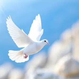 مطلوب حمام للتربية