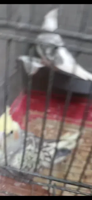 جوز كوكتيل شغال 100% ماكينة إنتاج في الصلاة على النبي