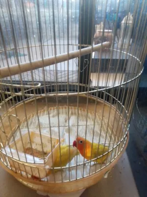 فيشر أخوة جاهزين التزاوج واحد ذكر و واحد انث أليفين بس صاروا يعضو عشانهم مع بعض افصلهم