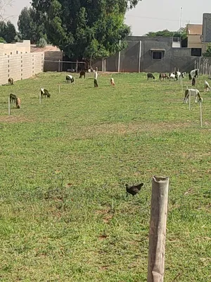 Goats0