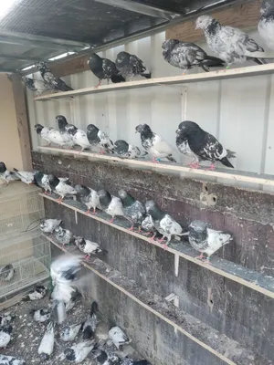 Pigeons2
