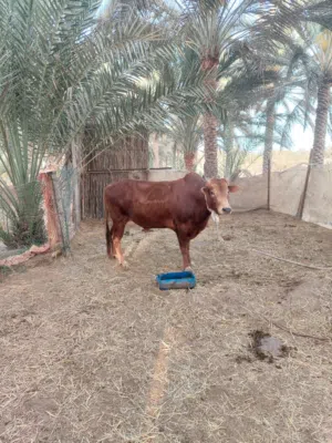 ثور عماني مطعوم